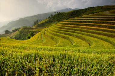 Güzel manzara pirinç tarlaları üzerinde Mu Cang Chai teraslı