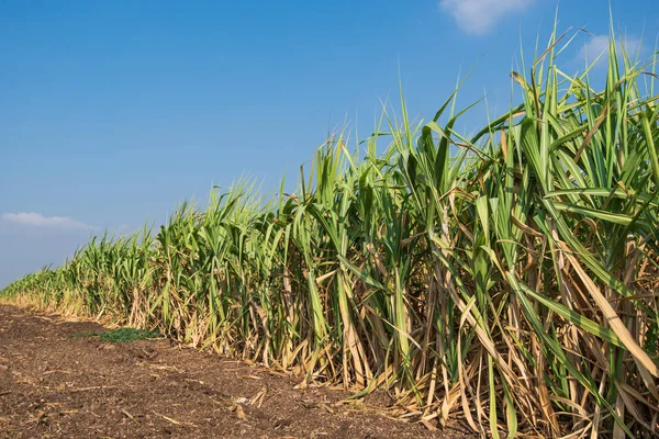 Sugarcane field with blue sky — Stock Photo, Image