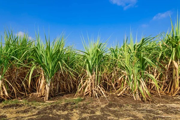 Sugarcane field with blue sky — Stock Photo, Image