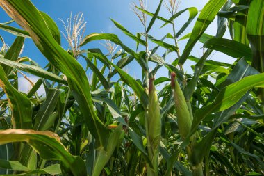 Mavi gökyüzü ile yeşil mısır tarlası 