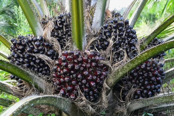 Fruit of the oil palm on tree (elaeis guineensis) — Stock Photo, Image