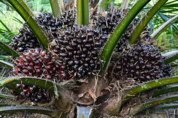 Fruit of the oil palm on tree (elaeis guineensis) — Stock Photo, Image