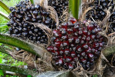 meyve ağacı (elaeis guineensis üzerinde palmiye yağı)