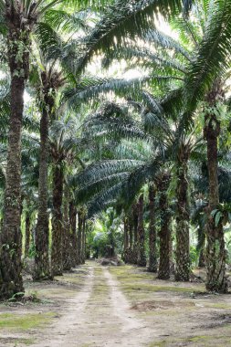 saç ekimi (elaeis guineensis ağaçlarda palmiye yağı)