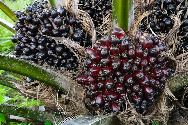 Fruit of the oil palm on tree (elaeis guineensis) — Stock Photo, Image