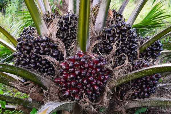 Fruit of the oil palm on tree (elaeis guineensis) — Stock Photo, Image