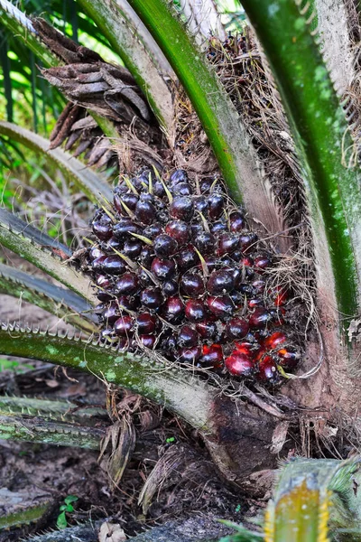 Fruit of the oil palm on tree (elaeis guineensis) — Stock Photo, Image