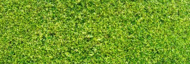 arkaplan için yeşil yaprak dokusu