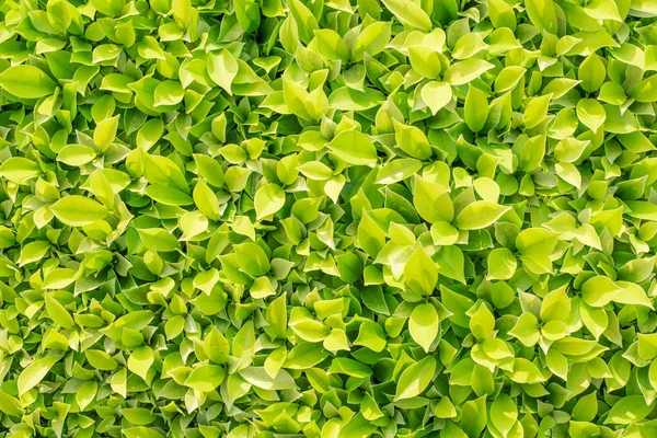 Green leaves texture for background — Stock Photo, Image