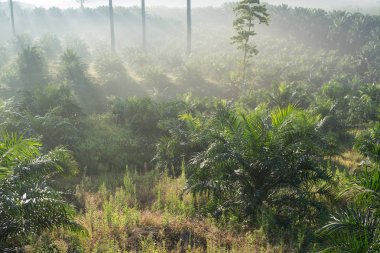 saç ekimi (elaeis guineensis ağaçlarda palmiye yağı)