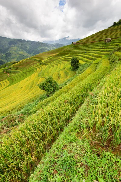 Beautiful landscape rice fields on terraced of Mu Cang Chai — Stock Photo, Image