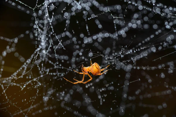 Pająk na pajęczyna po deszczu — Zdjęcie stockowe
