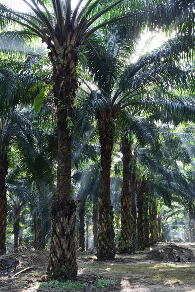 saç ekimi (elaeis guineensis ağaçlarda palmiye yağı)