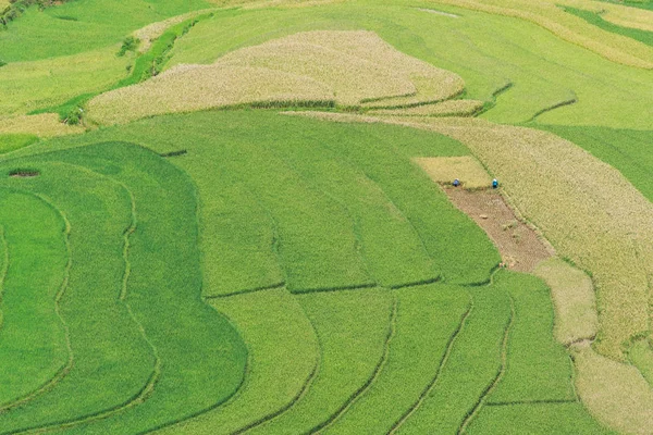 Hermosos campos de arroz de paisaje en terrazas de Mu Cang Chai — Foto de Stock