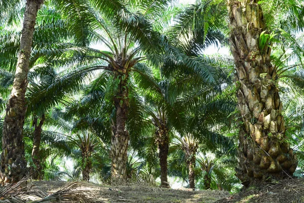 saç ekimi (elaeis guineensis ağaçlarda palmiye yağı)