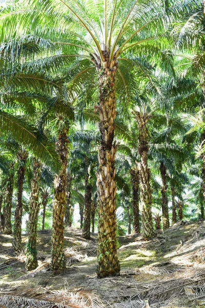 Oil palm trees in plantation (elaeis guineensis) — Stock Photo, Image