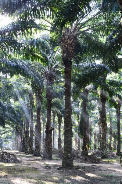 saç ekimi (elaeis guineensis ağaçlarda palmiye yağı)