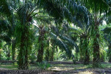 saç ekimi (elaeis guineensis ağaçlarda palmiye yağı)