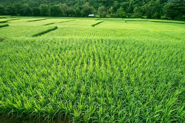 Grøn ris på uafskallede marker - Stock-foto