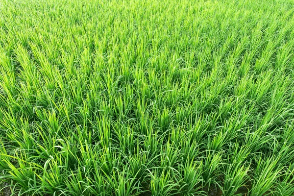 Green rice in paddy fields — Stock Photo, Image