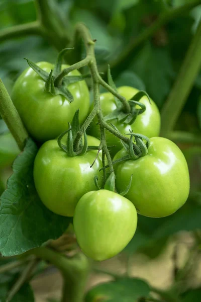 Tomates vertes fraîches sur l'arbre dans le potager — Photo