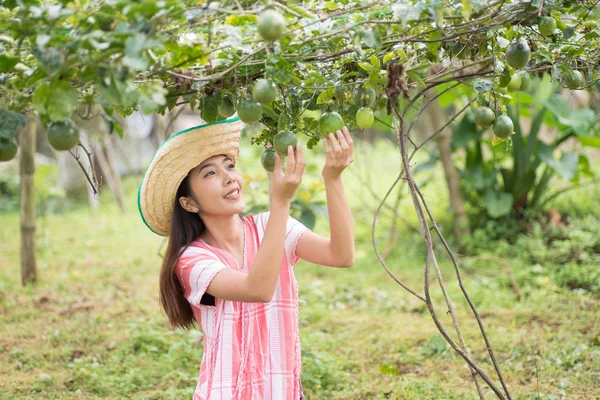 Genç Asyalı kadın tutku meyve toplama 