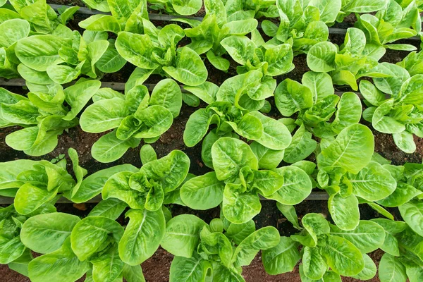 Fresh green romaine or cos lettuce in vegetable garden — Stock Photo, Image