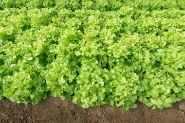 Taze yeşil meşe marul Sebze Bahçe