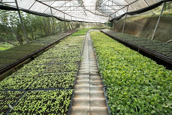 Küçük fidan veya salata sebze tarımı sera cultiva