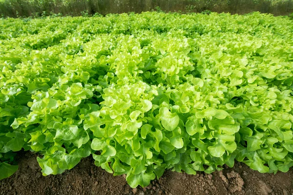 Taze yeşil meşe marul Sebze Bahçe