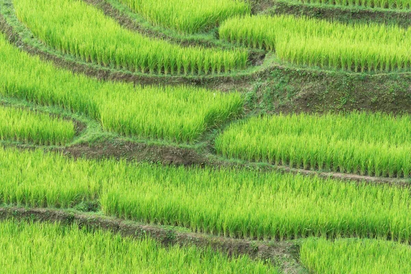 Zielony ryżu w polach ryżowych — Zdjęcie stockowe