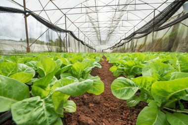 Taze yeşil marul veya cos marul Sebze Bahçe