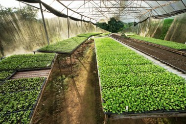 Küçük fidan veya salata sebze tarımı sera cultiva