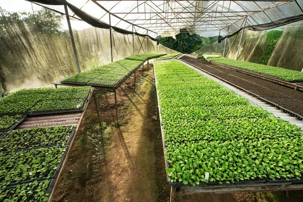 Küçük fidan veya salata sebze tarımı sera cultiva