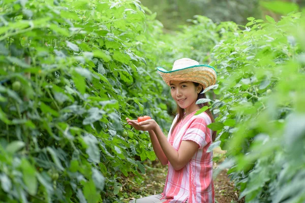 Sebze bahçesinde domates tutan genç kadın