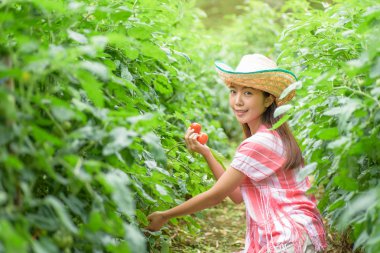 Genç kadın sebze bahçesinde domates toplama