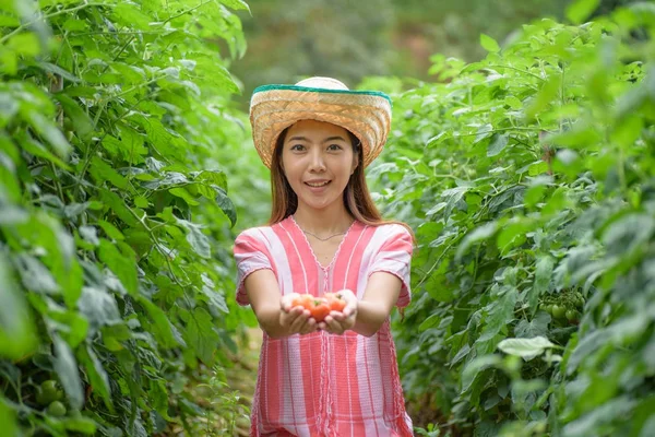 Sebze bahçesinde domates tutan genç kadın — Stok fotoğraf