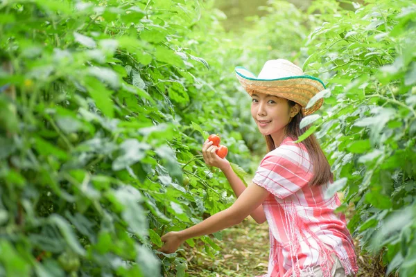 Genç kadın sebze bahçesinde domates toplama