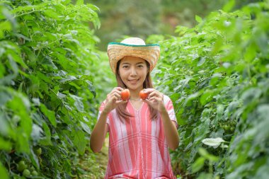 Genç kadın sebze bahçesinde domates toplama