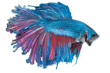 Beyaz arka plan üzerinde izole güzel betta splendens