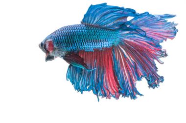 Beyaz arka plan üzerinde izole güzel betta splendens