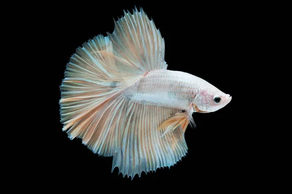 Όμορφη betta splendens απομονώνονται σε μαύρο φόντο — Φωτογραφία Αρχείου