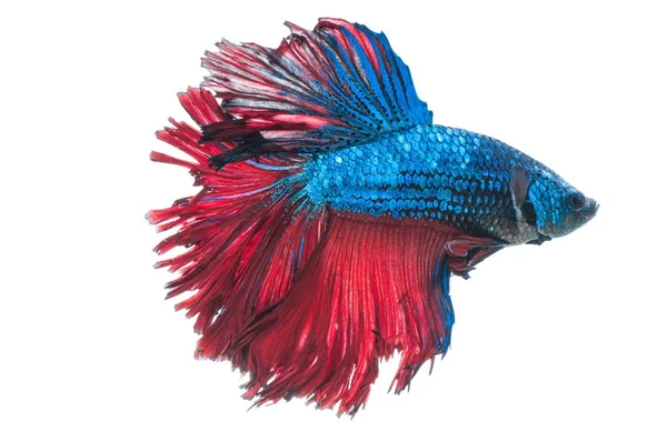 Beyaz arka plan üzerinde izole güzel betta splendens