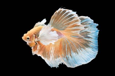 siyah arka plan üzerine izole güzel betta splendens 