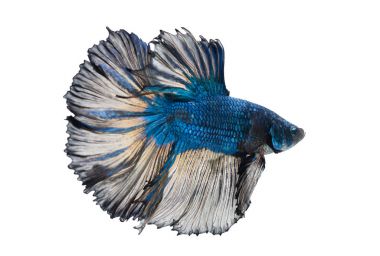 Beyaz arka plan üzerinde izole güzel betta splendens