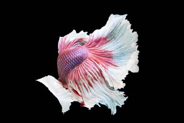 siyah arka plan üzerine izole güzel betta splendens 