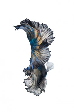 Beyaz arka plan üzerinde izole güzel betta splendens