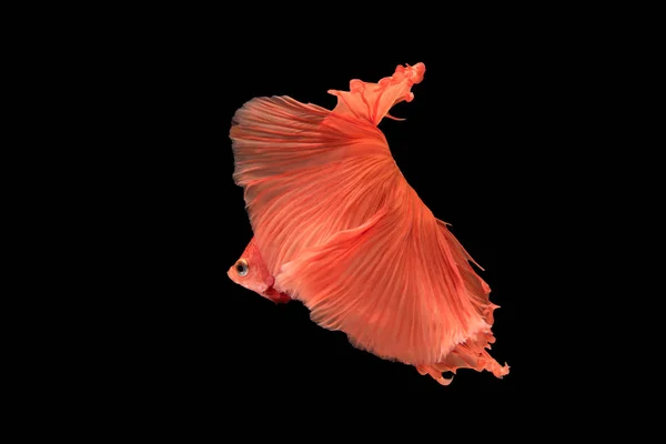 Beautiful betta splendens isolated on black background — Stock Photo, Image