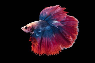 siyah arka plan üzerine izole güzel betta splendens 