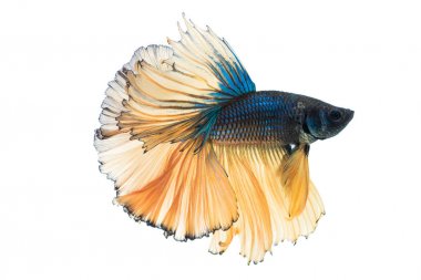 Beyaz arka plan üzerinde izole güzel betta splendens